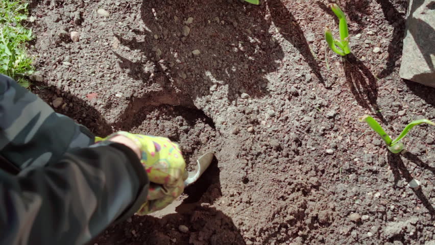 A gardener digs a hole in a backyard garden to plant flowers. Top-down view. Slow motion 100fps.