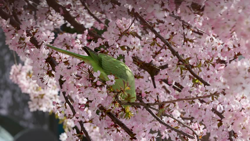 A green parrot is perched among blooming pink cherry blossoms, blending into the vibrant spring scene as it feeds and moves delicately through the branches.