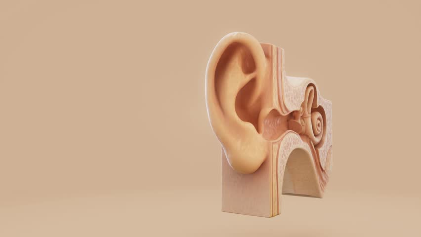 Conceptual 3D animation of an ear animation
