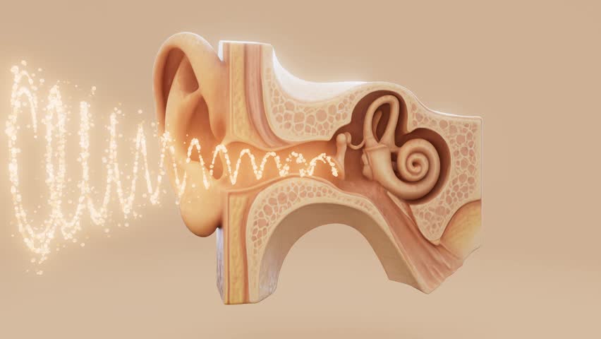 Conceptual 3D animation of an ear animation