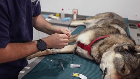 Veterinarian carefully inserts an intravenous catheter into a dog's front leg, preparing for medical treatment - Powered by Shutterstock - Get 15% off with code: PIKWIZARD15