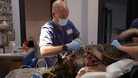 Veterinary team performing a surgical procedure on an anesthetized dog in a veterinary hospital operating room - Powered by Shutterstock - Get 15% off with code: PIKWIZARD15