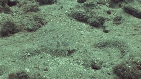 Hawaiian Peacock Flounder hovers over sandy bottom in search for food.
