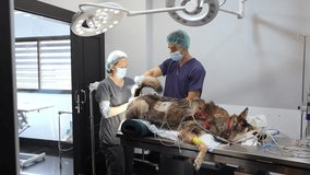 Two veterinarians working together, performing a surgical procedure on an anesthetized dog in a modern veterinary hospital - Powered by Shutterstock - Get 15% off with code: PIKWIZARD15