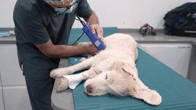 Veterinary surgeon shaving a golden retriever dog before a surgery operation in a veterinary clinic - Powered by Shutterstock - Get 15% off with code: PIKWIZARD15