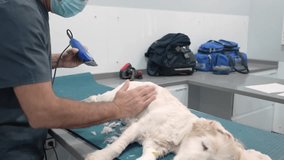 Veterinary surgeon carefully shaving a dog's fur, preparing it for a surgical procedure in a modern veterinary clinic - Powered by Shutterstock - Get 15% off with code: PIKWIZARD15