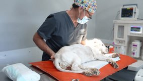 Veterinarian preparing a dog for surgery, checking its vital parameters in a veterinary hospital - Powered by Shutterstock - Get 15% off with code: PIKWIZARD15
