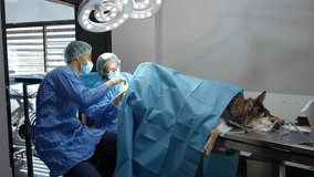Two veterinarians are performing a surgical operation on an anesthetized dog lying on a stainless steel table in a veterinary hospital - Powered by Shutterstock - Get 15% off with code: PIKWIZARD15