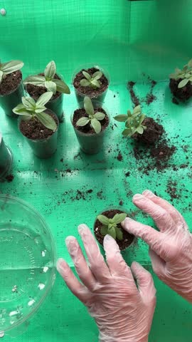 Close-up of hands planting a young plant, soil in cups for seedlings. Seedlings germinate before planting in the ground. Sprouts in early spring
