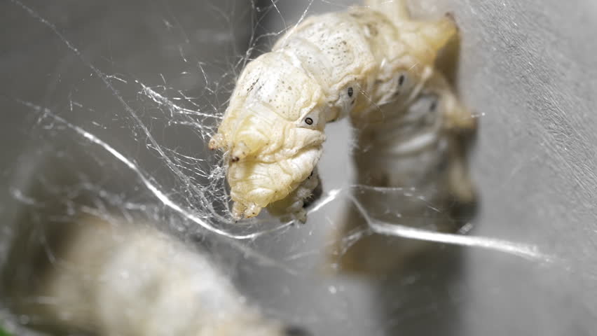 The Silkworm That Weaves Silk Webs