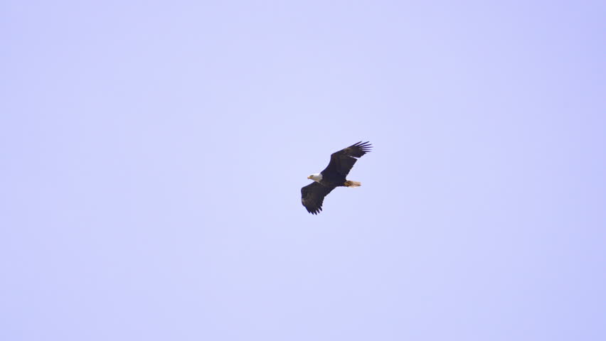 Bald Eagle gliding through the sky in Idaho in slow motion.