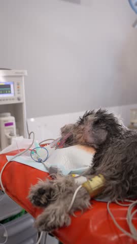 Veterinary team performing delicate surgical procedure on sedated canine patient within sterile operating room, using advanced medical equipment and precise techniques