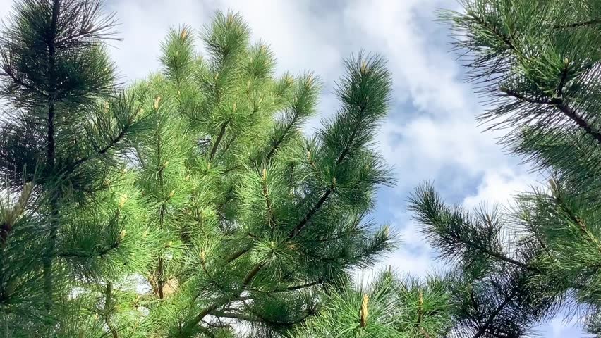 Young Cedar Twigs Moving in Wind, Peaceful Forest Scene