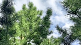 Young Cedar Twigs Moving in Wind, Peaceful Forest Scene - Powered by Shutterstock - Get 15% off with code: PIKWIZARD15