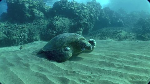 Hawaiian Green Turtle suffering from Fibropapillomatosis a herpes type virus found throughout the Hawaiian Islands.