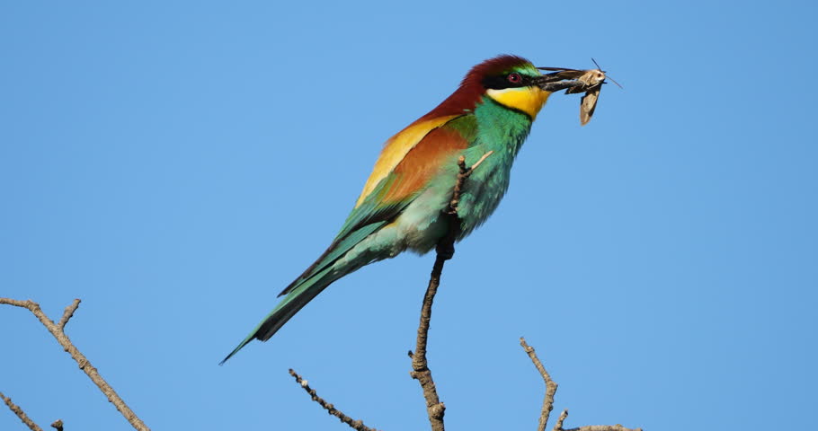 European bee eater (Merops apiaster), perched against the blue sky, The Camargue, Southern France.