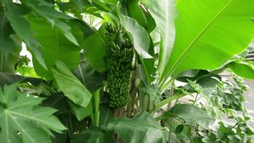 Banana plant with green fruits growing among large tropical leaves, Dense lush foliage surrounds unripe bananas in vibrant greenhouse or natural jungle setting - Powered by Shutterstock - Get 15% off with code: PIKWIZARD15