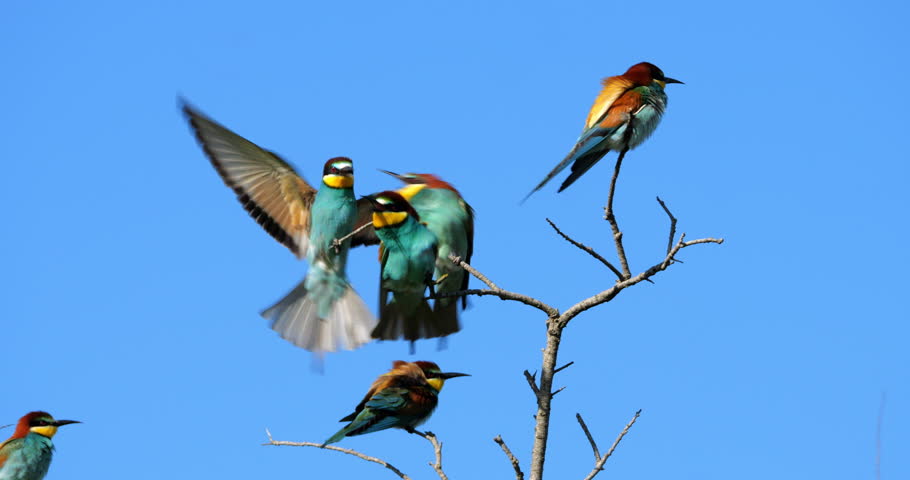 European bee eaters (Merops apiaster), perched against the blue sky, The Camargue, Southern France.