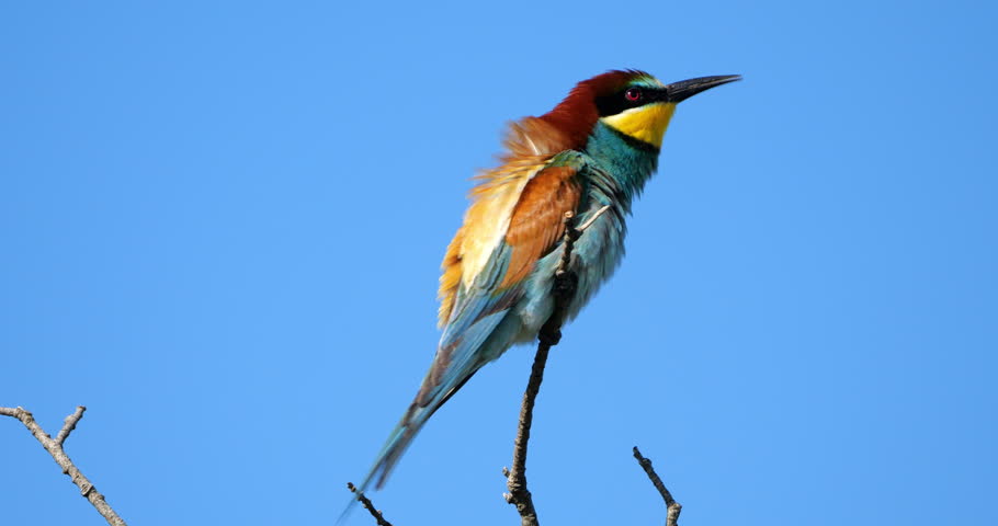 European bee eater (Merops apiaster), perched against the blue sky, The Camargue, Southern France.