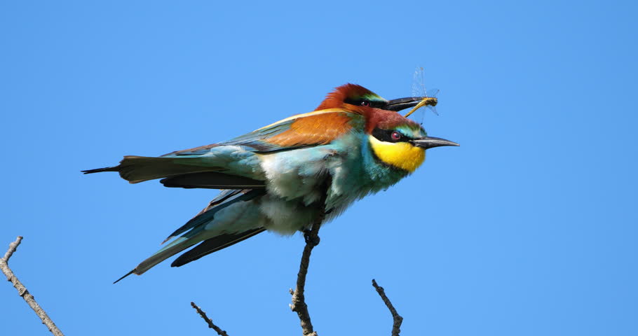 European bee eaters (Merops apiaster), perched against the blue sky, The Camargue, Southern France.