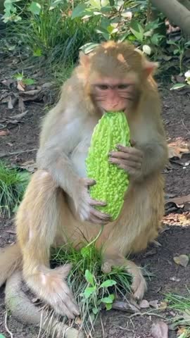 Monkey Eating Bitter Melon in Forest.