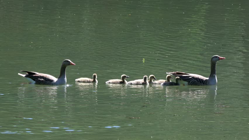Greylag Geese (Anser anser) family with young goslings swimming across a lake in line. May, Kent, UK [Half speed]