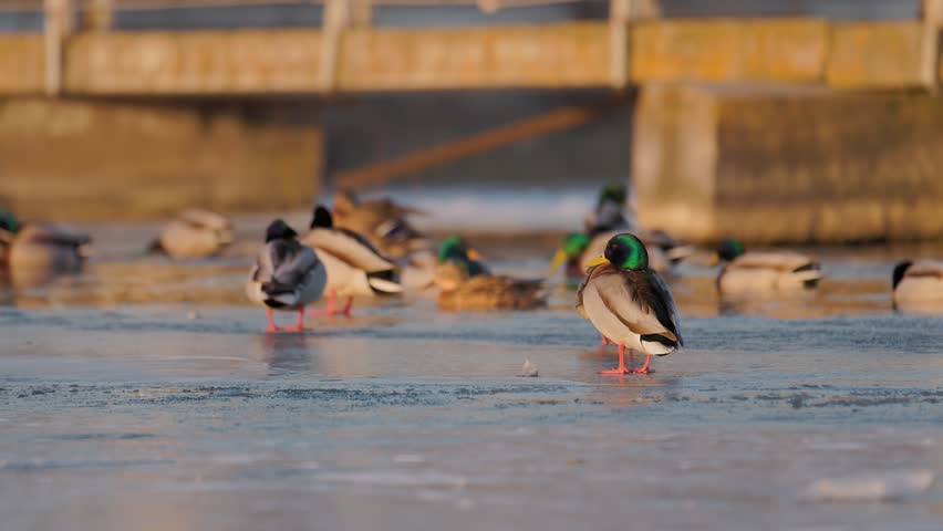A group of mallard ducks stands on a frozen surface, bathed in warm sunlight. Some face the camera, while others look away. The icy ground reflects the light, creating a serene winter scene.