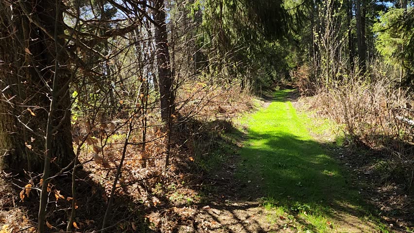 POV Spring Hike Footage to a Forest Trail in the Carpathian Mountains