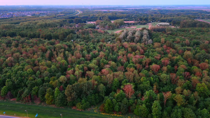 Scenic aerial view of lush Dutch forest. Expansive forest landscape in the Netherlands during twilight.