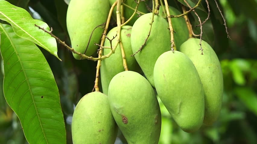 Green mangoes hanging from mango trees in mango orchards are the fruit season.