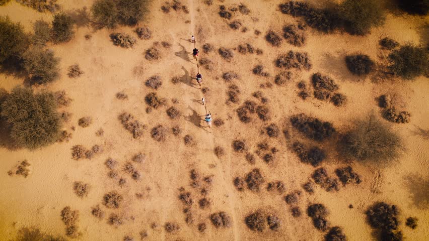 4K Top down Aerial view of camels walking in Thar desert of Jaisalmer, Rajasthan, India. Golden sand of desert and dry bushes. Rajasthan travel tourism background safari adventure. 