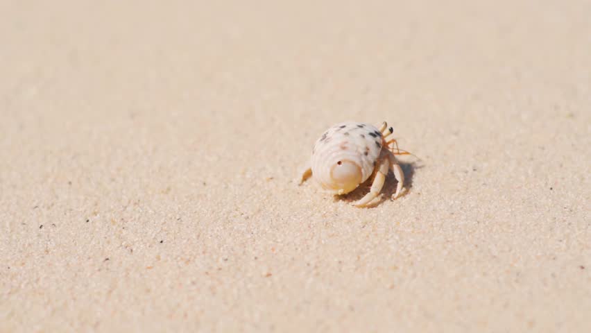 A small hermit crab is walking on the beach near the water. Sea waves gently lapping at the shore. Crab with a spiral shell crawls on a sandy beach at Maldives.
