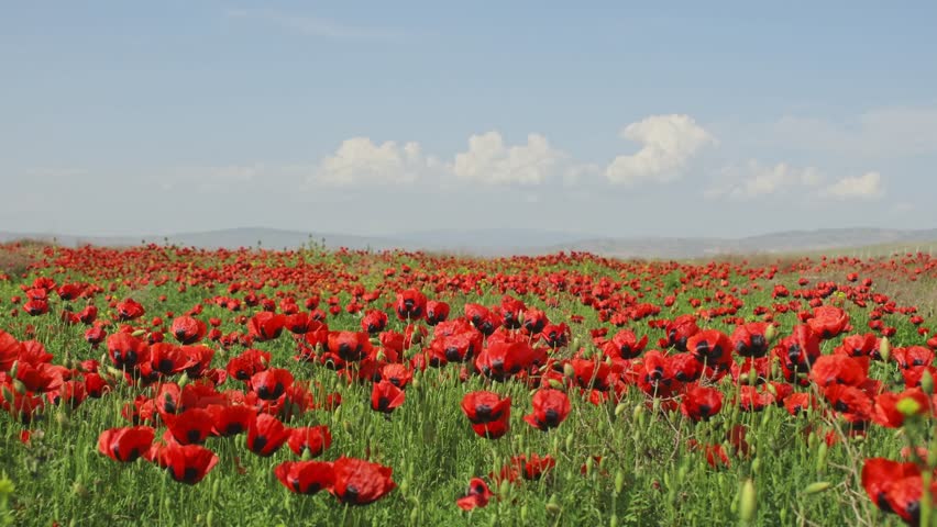 vast poppy field with new poppies gently swaying in the breeze . Concept mindfulness, inner peace, and emotional healing. This serene landscape evokes tranquility, spiritual renewal concepts