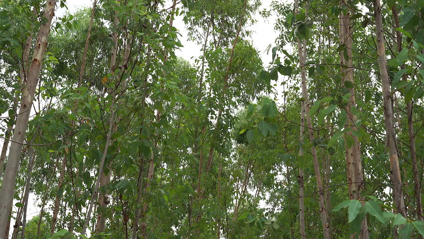 Eucalyptus trees planted in the garden Originated from Australia