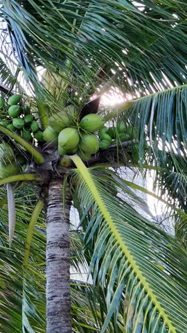Green coconut palm tree full of coconuts on a sunny tropical day. Vertical video