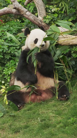 Cute giant panda bear eating bamboo close up. Vertical video 4k