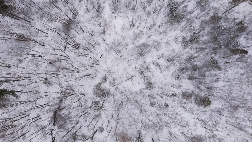 Top View Drone footage showing leafless trees in a frozen forest near Halifax, with snow glistening under soft winter light, emphasizing quiet beauty. Nova Scotia, Canada