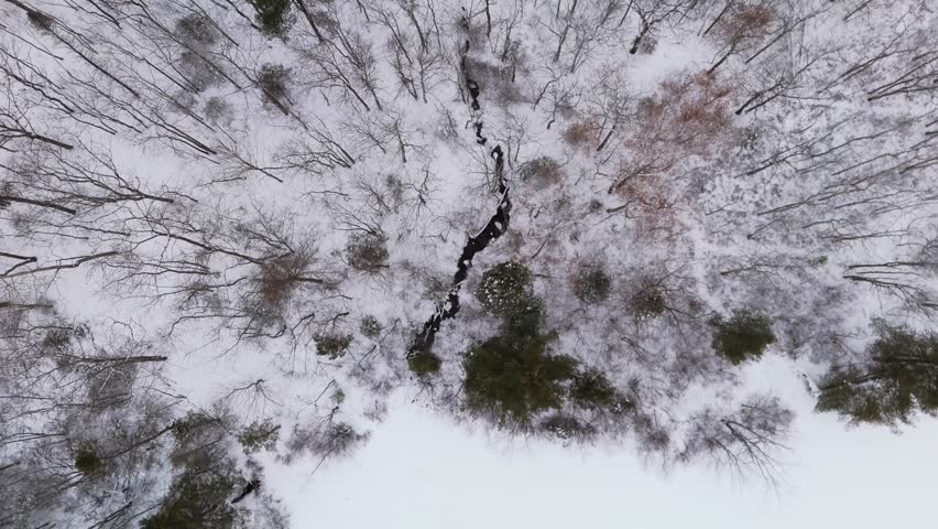 Top View A sweeping aerial shot capturing the patterns of bare trees scattered across a snowy forest floor, filmed during a calm winter day in Nova Scotia, Canada