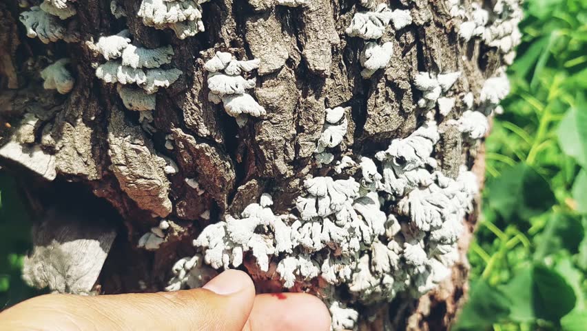 A close-up video shows dry fungus growing on a cracked tree trunk, with a hand gently touching or brushing the rough, textured surface