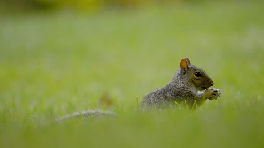 A squirrel eating the nut in the grass. 