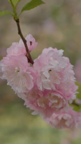 Vertical Screen: Stunning display of pink sakura cherry blossoms swaying gently in the spring breeze at a serene park, inviting visitors to enjoy the beauty of nature.