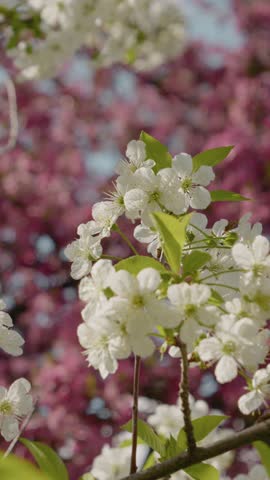 Vertical Screen: Experience the breathtaking beauty of cherry blossoms in full bloom as they bring vibrant colors and fragrances to the park this spring. Witness nature's stunning transformation.