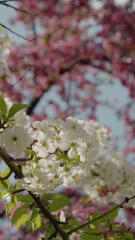 Vertical Screen: Cherry blossoms are in full bloom, showcasing delicate white and pink flowers against a vibrant blue sky in the park. Nature comes alive as spring unfolds.
