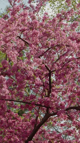 Vertical Screen: Witness the stunning display of cherry blossoms in full bloom, filling the park with vibrant colors and a captivating atmosphere during the spring season.