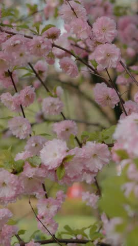 Vertical Screen: Cherry blossoms flourish with delicate pink petals in a tranquil park during springtime. Nature showcases its beauty as the blossoms sway gently in the breeze.
