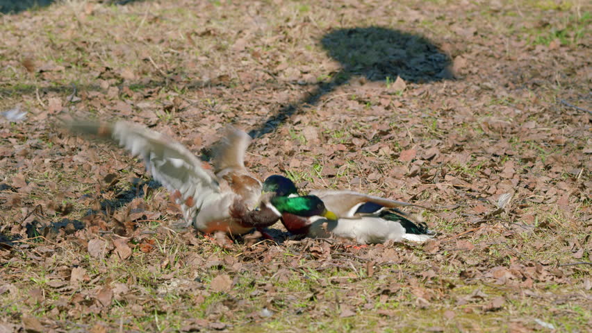 A stunning flock of vibrant Mallards engaging in courtship displays and interactive behaviors
