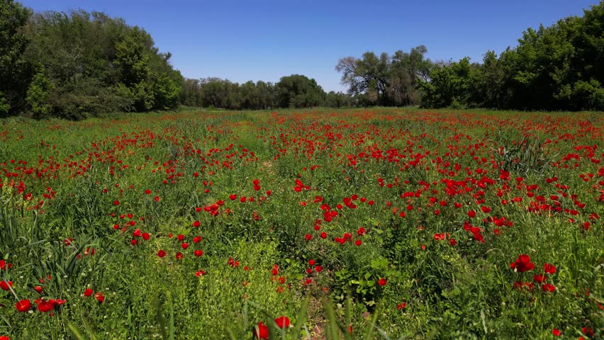 Bright red poppies on a large field. Spring. The view from the drone.
