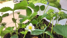 Growing strawberries in a container and pot in the home garden, home gardening and hobby - Powered by Shutterstock - Get 15% off with code: PIKWIZARD15