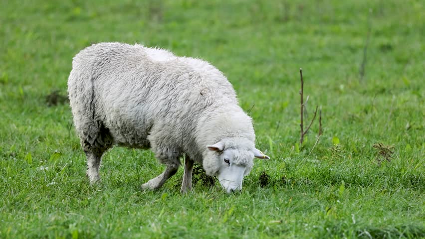 Romney sheep peacefully graze in a lush green field under natural daylight in Queenstown, New Zealand