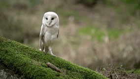 White barn owl is standing on a mossy ground in the forest. - Powered by Shutterstock - Get 15% off with code: PIKWIZARD15